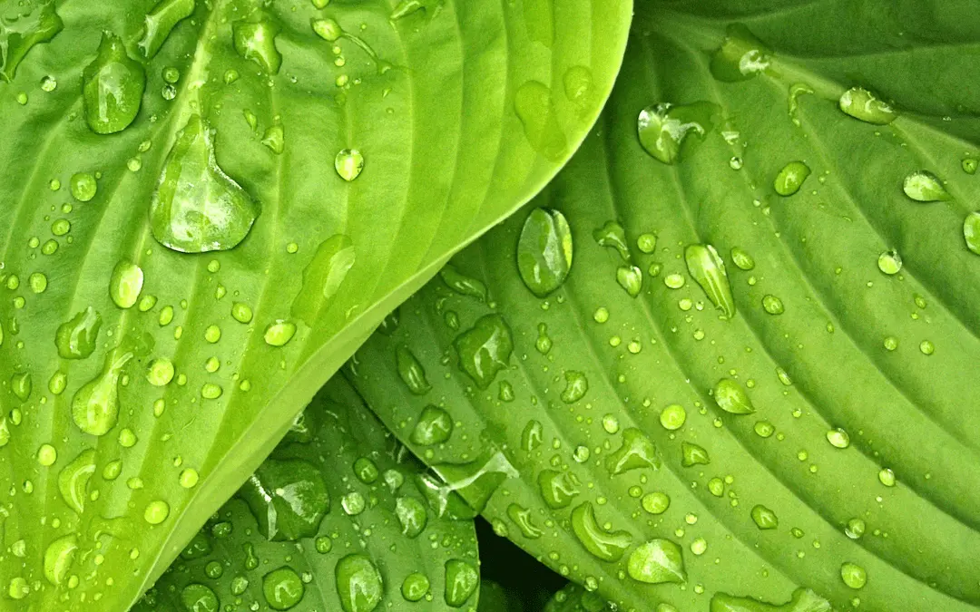 Suppliers of eco-friendly cleaning products with ecolabel certificate